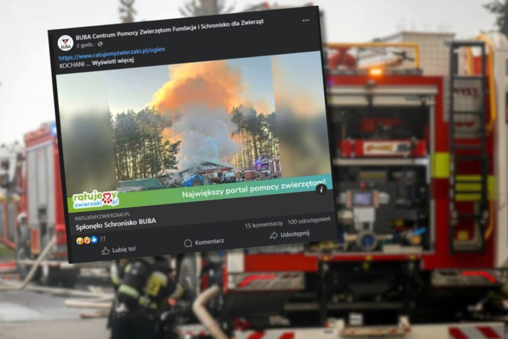 yangin obl deki hayvan barinagini yok etti acil bir koleksiyon baslatildi yikilmis durumdayiz 23567