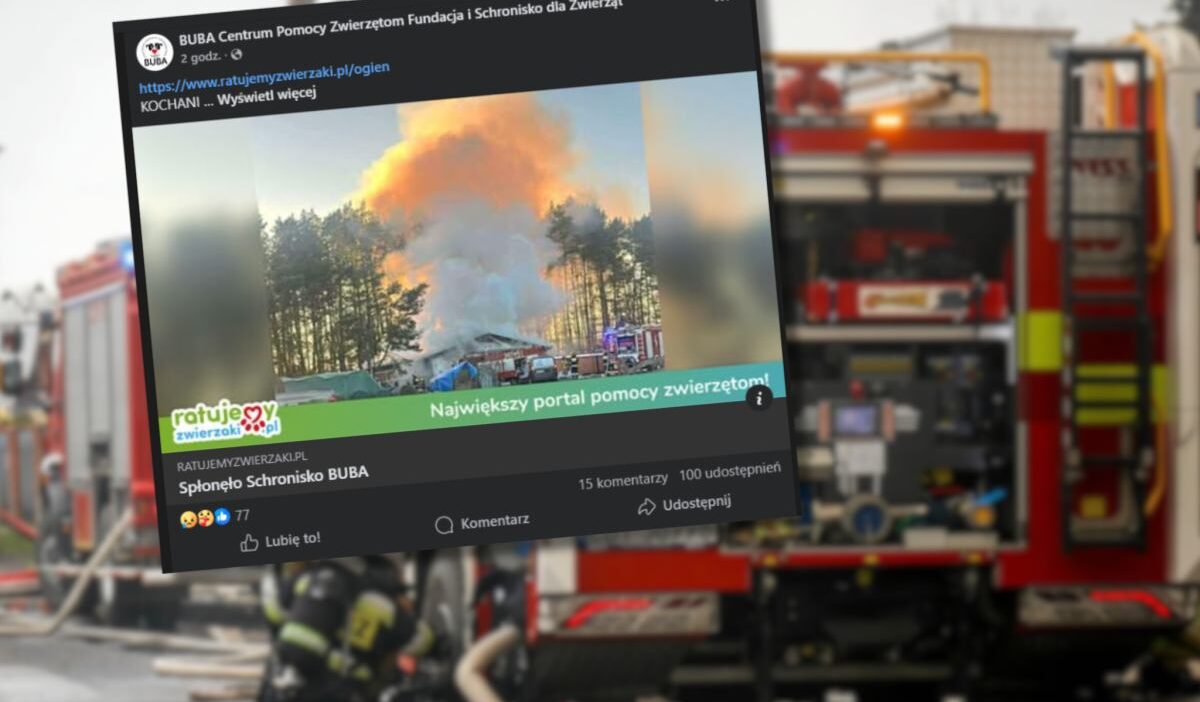 Yangin obl deki hayvan barinagini yok etti acil bir koleksiyon baslatildi yikilmis durumdayiz 23567