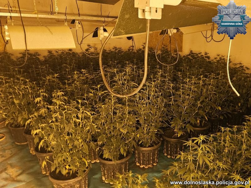 Dolnośląskie'de dev uyuşturucu operasyonu: bin kenevir bitkisi ve milyon zlotilik uyuşturucu ele geçirildi 1 411 329174