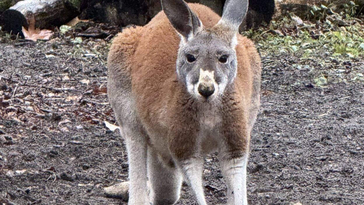 596371464 1265065652333185 6632439894619072429 n