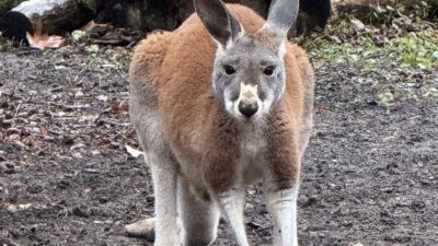 596371464 1265065652333185 6632439894619072429 n