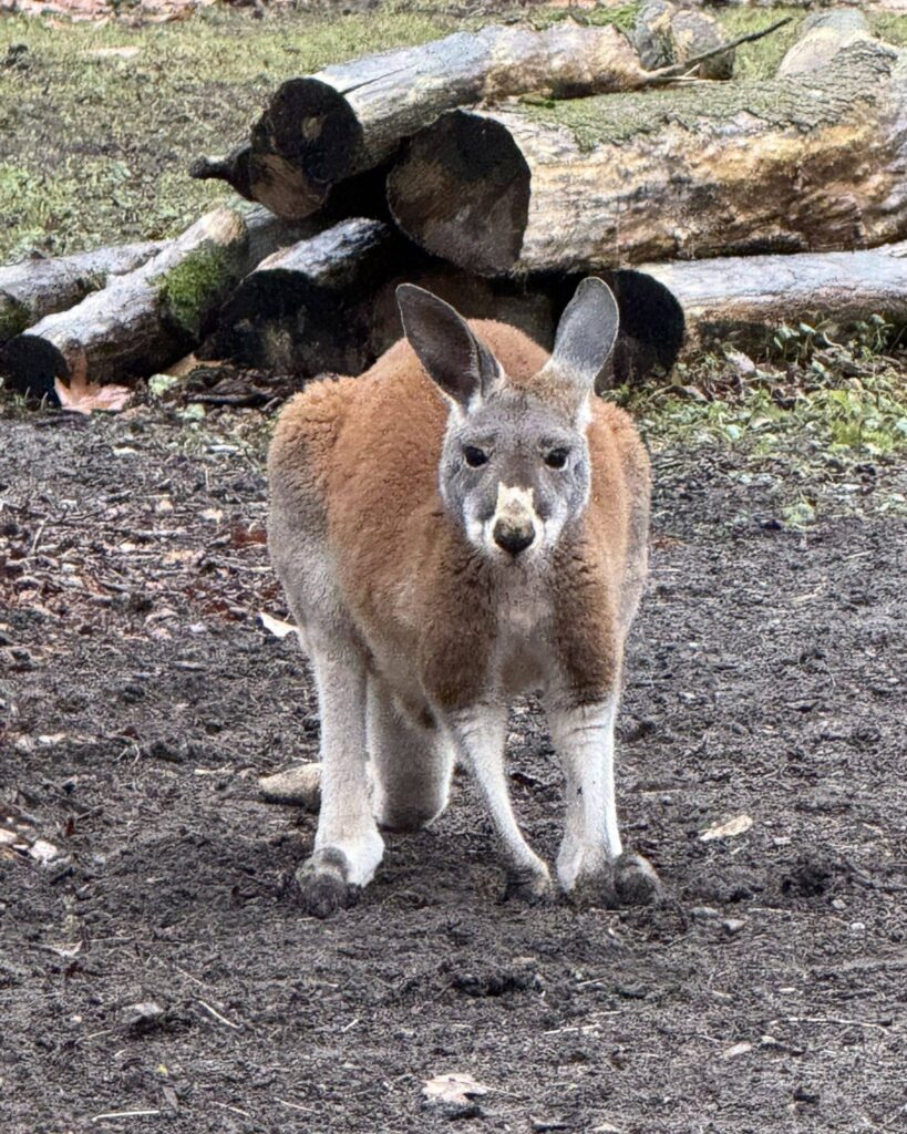 596371464 1265065652333185 6632439894619072429 n