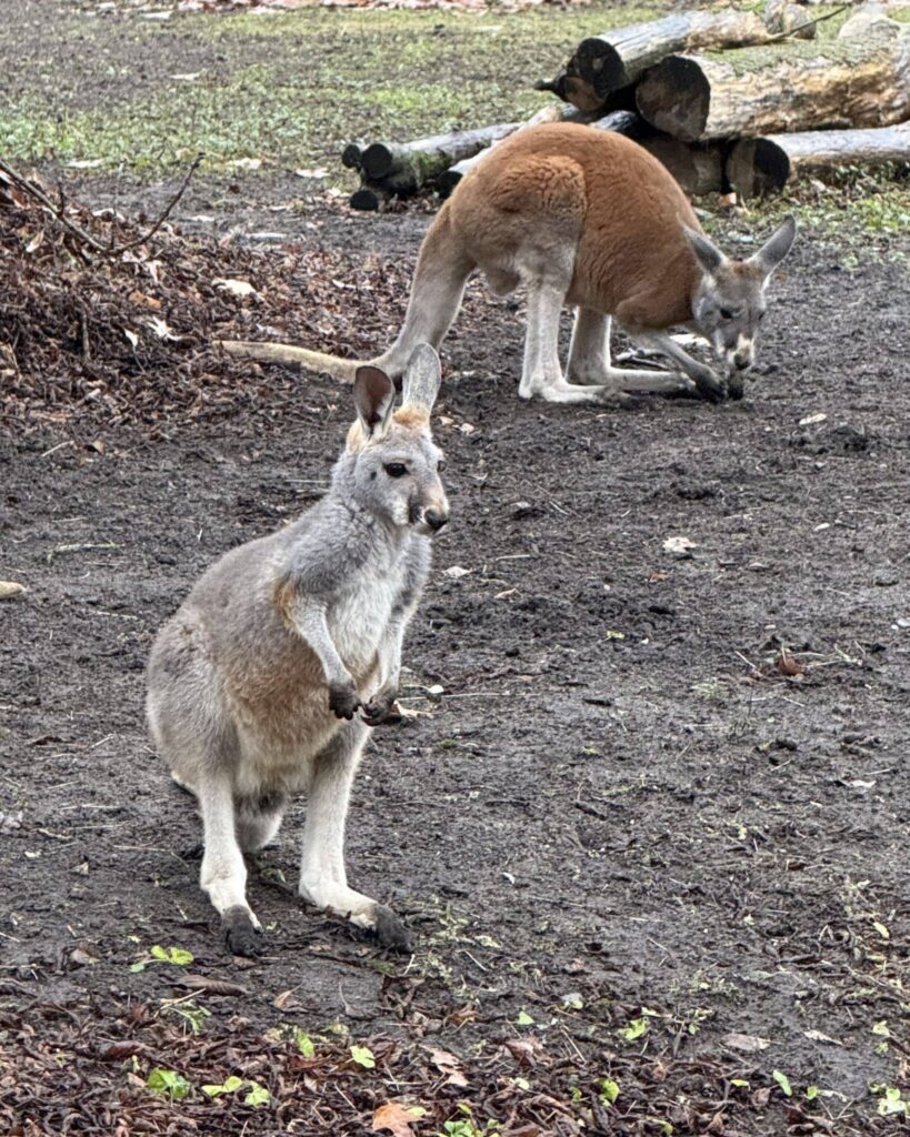 597397622 1265065612333189 3949488030707019818 n