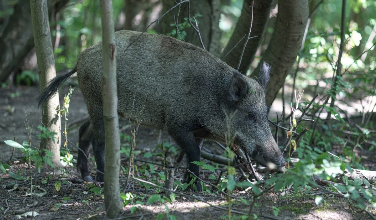Afrika domuz vebasi virusu tasiyan yaban domuzu bakan doguya yonelimi goz ardi etmiyoruz 27598