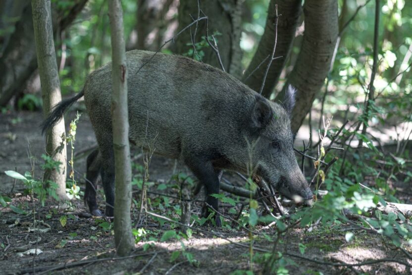 Afrika domuz vebasi virusu tasiyan yaban domuzu bakan doguya yonelimi goz ardi etmiyoruz 27598