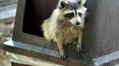 Bartycka ve gr jecka daki barakalar varsova nin yeni bir istilaci sorunu var 30798