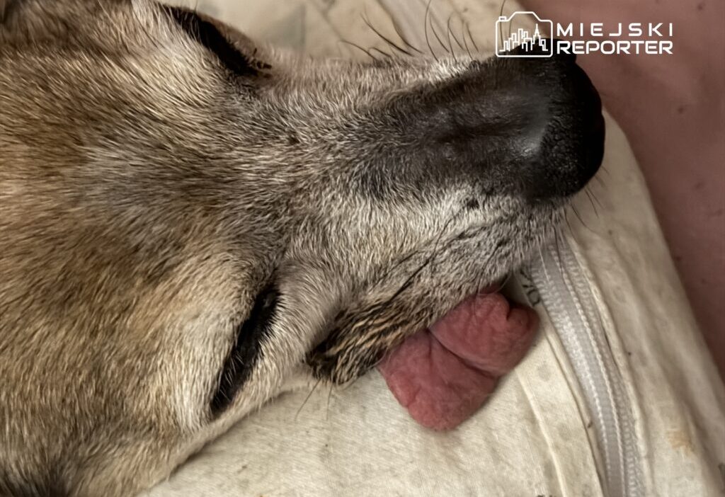 Bir ciftlikte asiri derecede bakimsiz yiyeceksiz ve tedavisiz kopek savcilik sorusturmasi 27574