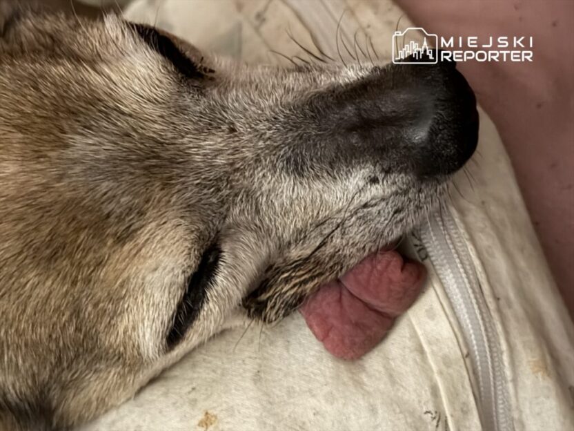 Bir ciftlikte asiri derecede bakimsiz yiyeceksiz ve tedavisiz kopek savcilik sorusturmasi 27574