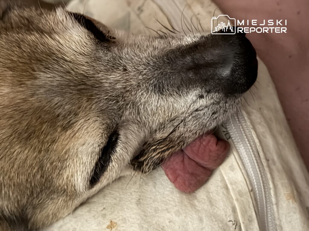 bir ciftlikte asiri derecede bakimsiz yiyeceksiz ve tedavisiz kopek savcilik sorusturmasi 27574