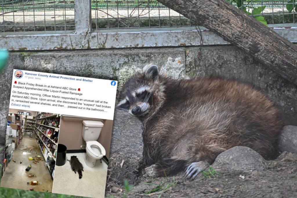 bir rakun bir icki dukkaninda soygun yapmis tamamen sarhos bulundu 27355