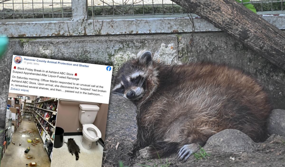 Bir rakun bir içki dükkanında soygun yapmış. Tamamen sarhoş bulundu. 1 Bir rakun bir icki dukkaninda soygun yapmis tamamen sarhos bulundu 27355