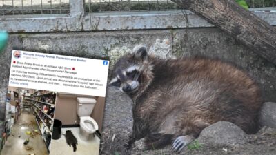 Bir rakun bir icki dukkaninda soygun yapmis tamamen sarhos bulundu 27355