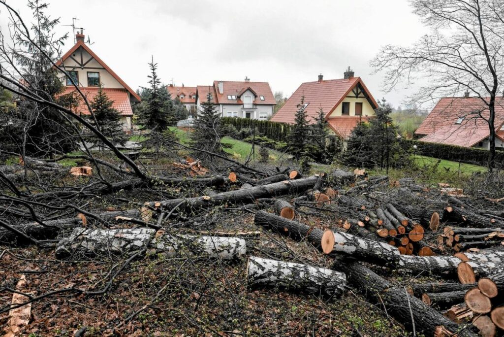 cezasiz agac kesimi geri donebilir kuruluslar hukumet projesi konusunda alarm veriyor 28295