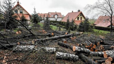 Cezasiz agac kesimi geri donebilir kuruluslar hukumet projesi konusunda alarm veriyor 28295