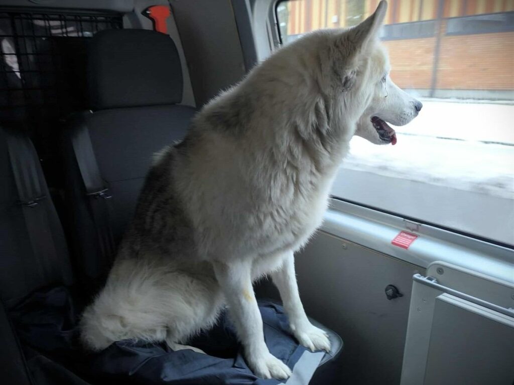 ciechan w da bir kopek demiryolunda gidiyordu polis mudahale etti 27366