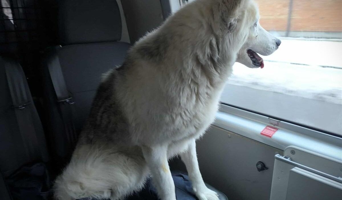 Ciechan w da bir kopek demiryolunda gidiyordu polis mudahale etti 27366