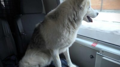 Ciechanów'da bir köpek demiryolunda gidiyordu. Polis müdahale etti 2 Ciechan w da bir kopek demiryolunda gidiyordu polis mudahale etti 27366