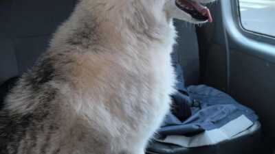 Demiryoluna binen kopek hakkinda polis memurlarindan sira disi mudahale 27054