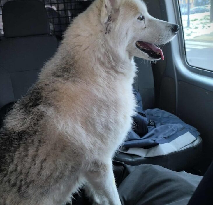 Demiryoluna binen köpek hakkında... Polis memurlarından sıra dışı müdahale 1 Demiryoluna binen kopek hakkinda polis memurlarindan sira disi mudahale 27054