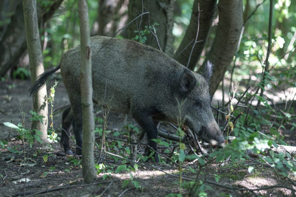 dzkie de asf li olu domuz dort les daha bulundu bakan in cagrisi 27958