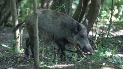 Dzkie de asf li olu domuz dort les daha bulundu bakan in cagrisi 27958