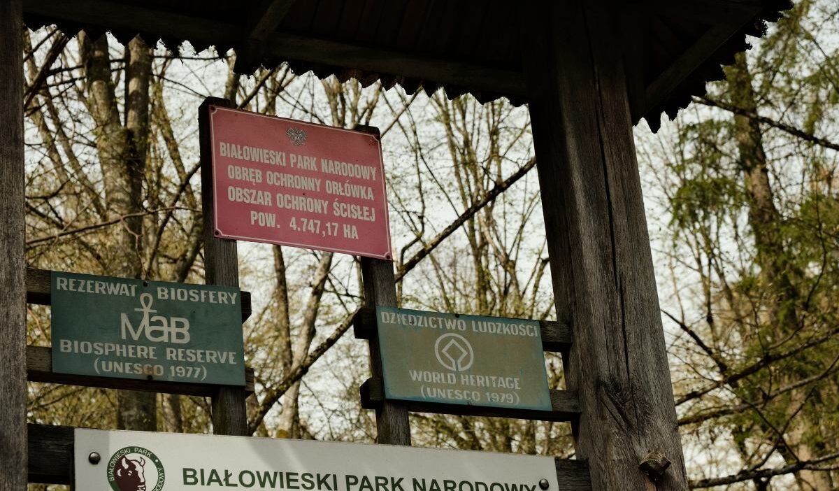 En degerli ormani korumak icin bir plan var bialowieza ormani na yonelik en buyuk tehdidi ortadan kaldiriyor 29509