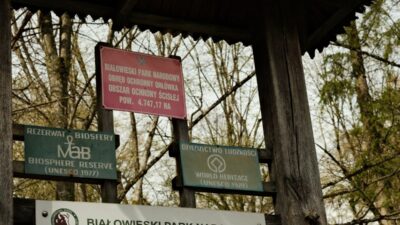 En değerli ormanı korumak için bir plan var. "bialowieza ormanı'na yönelik en büyük tehdidi ortadan kaldırıyor". 4 En degerli ormani korumak icin bir plan var bialowieza ormani na yonelik en buyuk tehdidi ortadan kaldiriyor 29509