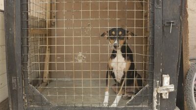 Hayvanlar i cin yuruyus zincirleri kirin vetoyu reddedin varsova da pazar gunu engellemeleri 29742