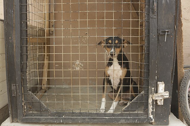Hayvanlar i̇çin yürüyüş. Zincirleri kırın, vetoyu reddedin. Varşova'da pazar günü engellemeleri 1 Hayvanlar i cin yuruyus zincirleri kirin vetoyu reddedin varsova da pazar gunu engellemeleri 29742