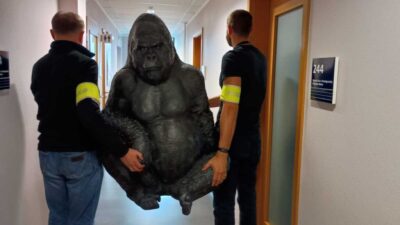 Polis memurlari botla 50 km yol kat eden kacirilmis gorili kurtardi 27392