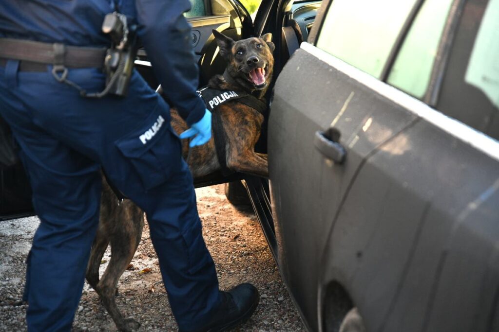polis podlasie de bir uyusturucu ticarethanesini cokertti arka planda buyuk para 27085