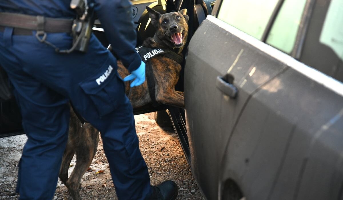 Polis podlasie'de bir uyuşturucu ticarethanesini çökertti. Arka planda büyük para 1 Polis podlasie de bir uyusturucu ticarethanesini cokertti arka planda buyuk para 27085