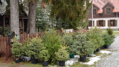 Praga p noc ta elektro atiklar icin ucretsiz noel agaci 29631