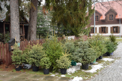 Praga p noc ta elektro atiklar icin ucretsiz noel agaci 29631