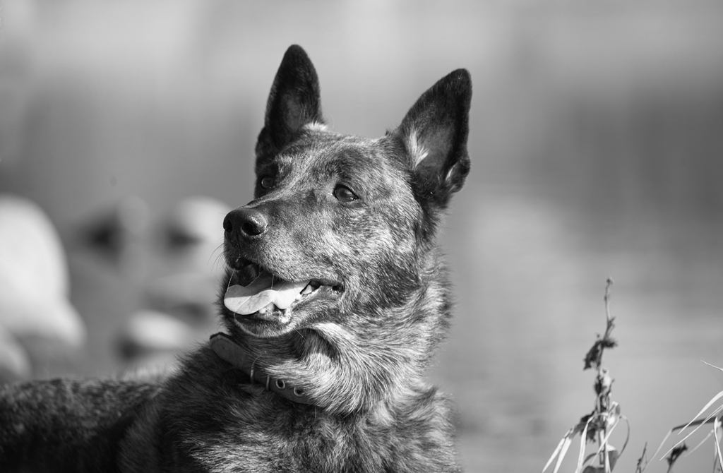 Rw tso kurtarma servisinde gorev yapan hollanda kurdu cinsi arrow adli kopek hayatini kaybetti 30135