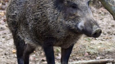 Varsova da giderek daha fazla yaban domuzu sehrin genislemesi ve gidaya kolay erisimin sonucu 31848