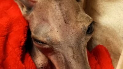 Varşova'da kanguru yavrusu patlaması - hayvanat bahçesi beş yavrunun doğduğunu doğruladı! 3 Varsova da kanguru yavrusu patlamasi hayvanat bahcesi bes yavrunun dogdugunu dogruladi 29760