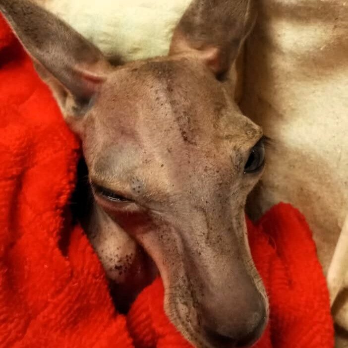 Varsova da kanguru yavrusu patlamasi hayvanat bahcesi bes yavrunun dogdugunu dogruladi 29760