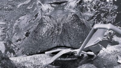 Varsova hayvanat bahcesi nden uzucu haber polonya daki en yasli hipopotam olan 40 yasindaki pelagia oldu 32210