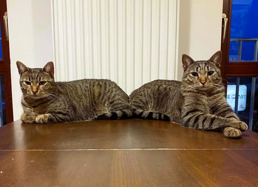 Kopek ve kedi sahiplerine 500 zloteye kadar veteriner destegi