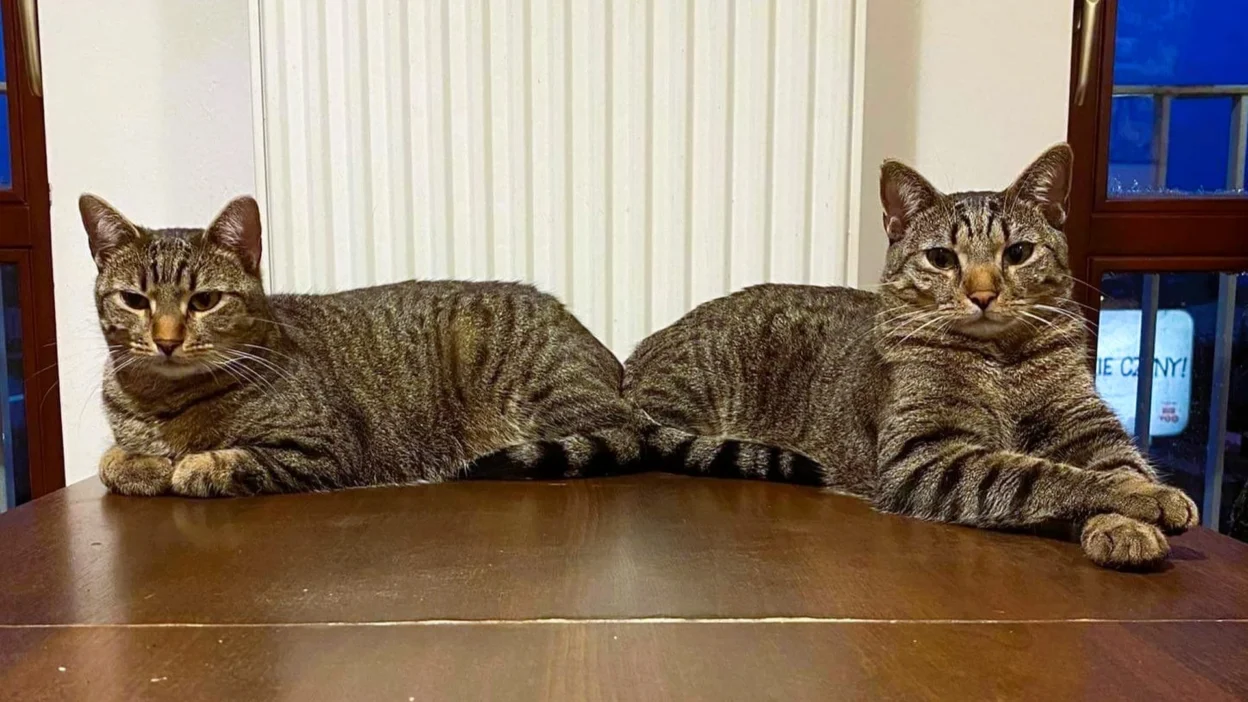 Kopek ve kedi sahiplerine 500 zloteye kadar veteriner destegi