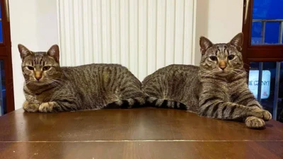 Kopek ve kedi sahiplerine 500 zloteye kadar veteriner destegi