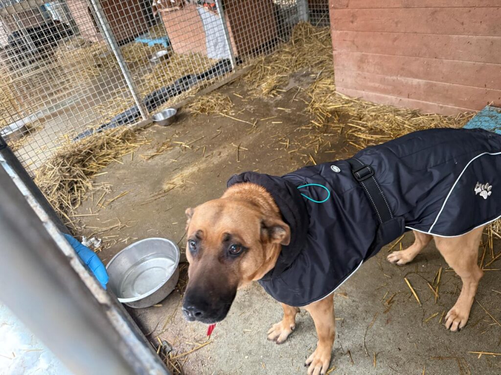 Paluch Hayvan Barinaginda yeni yatirim duyusal kosu alani geliyor