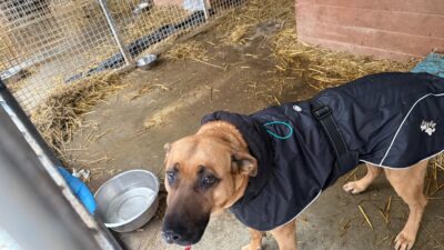 Paluch hayvan barınağı’nda yeni yatırım: duyusal koşu alanı geliyor 2 Paluch hayvan barinaginda yeni yatirim duyusal kosu alani geliyor