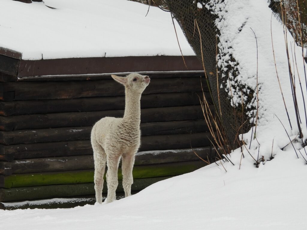 Varsova Hayvanat Bahcesinin Yeni Sakini Alpaka Yavrusu Icin Isim A
