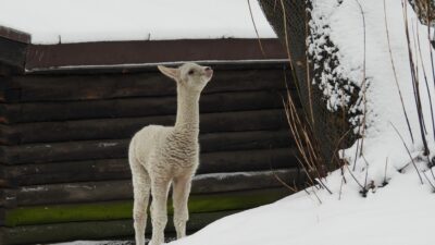 Varsova hayvanat bahcesinin yeni sakini alpaka yavrusu icin isim a