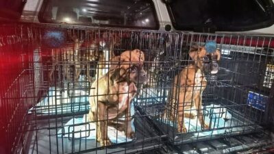 Zagnanskta kacak kopek uretimhanesine baskin 11 boxer kurtarildi