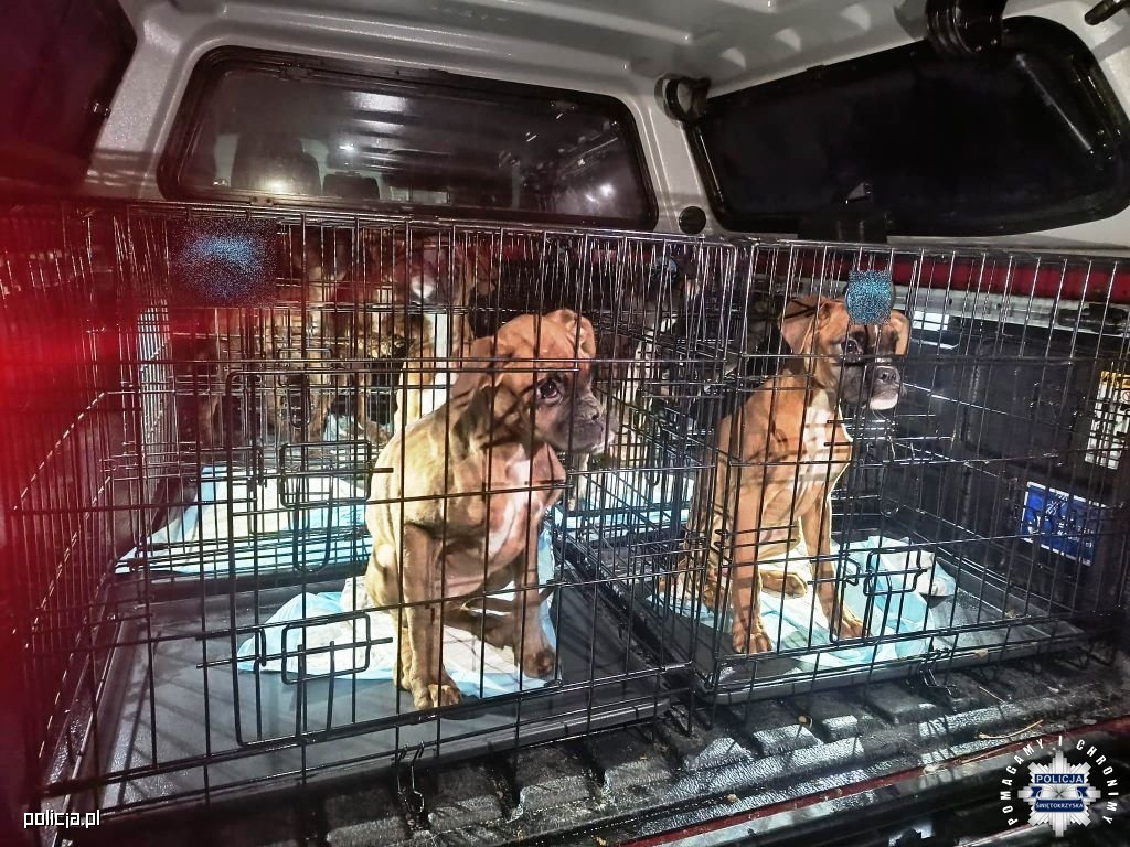 Zagnanskta Kacak Kopek Uretimhanesine Baskin 11 Boxer Kurtarildi