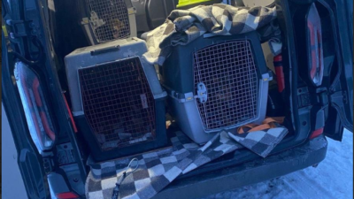 Zambrowda hayvanlara kotu muamele 11 kopek kotu kosullardan