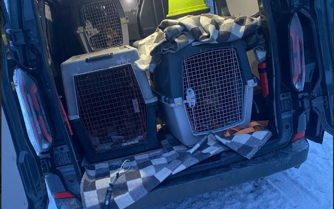 Zambrów’da hayvanlara kötü muamele: 11 köpek kötü koşullardan alındı 1 Zambrowda hayvanlara kotu muamele 11 kopek kotu kosullardan